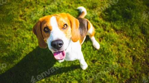 Preview: Beagle dog fun in garden outdoors run and jump with ball towards camera