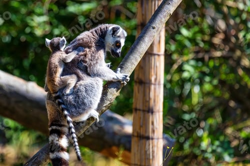 Preview: Ring-Tailed Lemur or Lemur catta mother with child