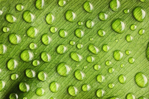 Preview: Green Leaf with Water Droplets Macro