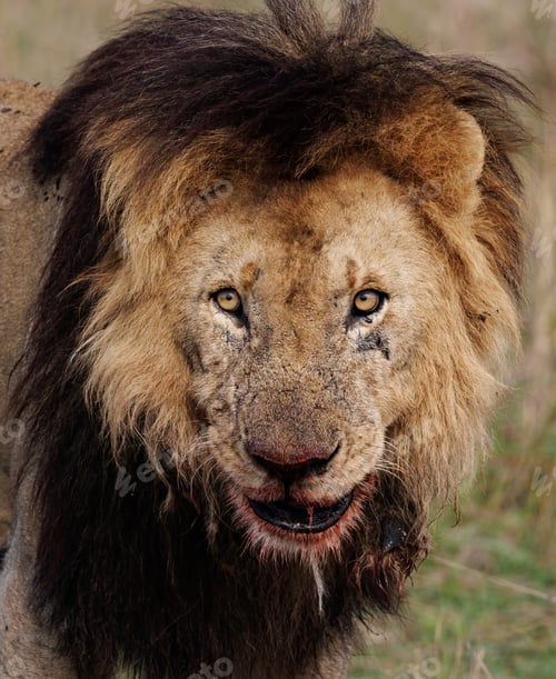 Preview: A Lion in Africa
