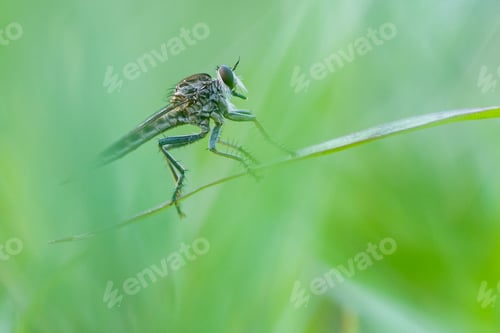 Preview: asilidae