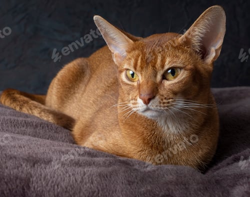 Preview: Abyssinian cat of a beautiful red color on a dark background