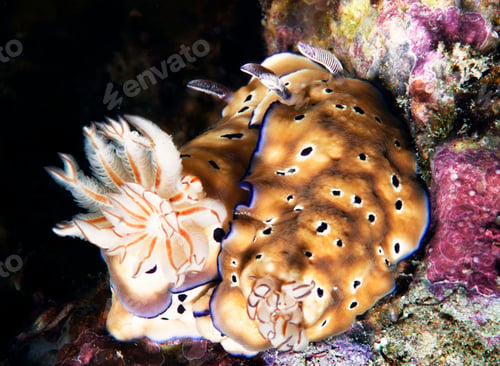 Preview: Picturesque underwater world, fish underwater photo