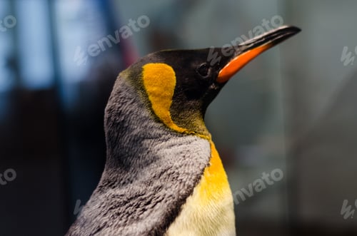 Preview: Emperor penguin