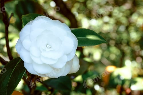 Preview: A white camellia flower grows on a tree.