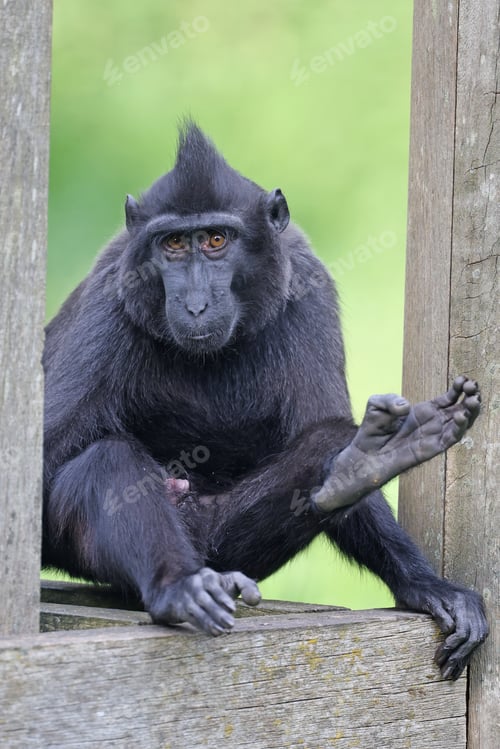 Preview: Crested Macaque (Macaca Nigra) in natural habitat