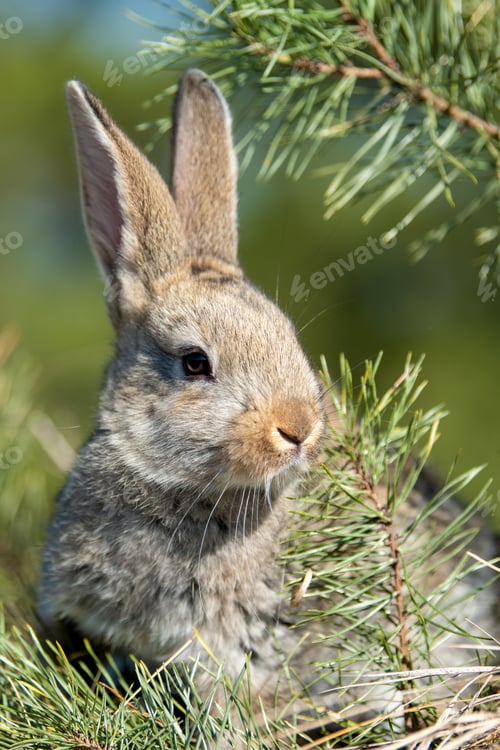 Preview: Rabbit hare while in grass