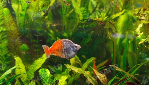 Preview: underwater photography of Barbus ticto fish