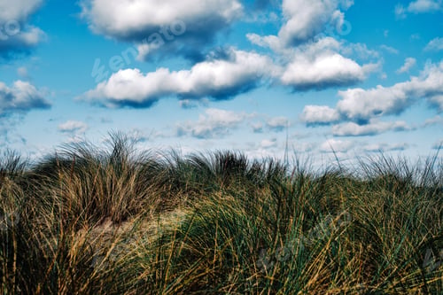 Preview: Plants of ammophila arenaria in the dunes of a beach