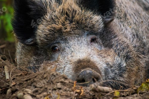 Preview: Wild boar relaxing, lying on the ground