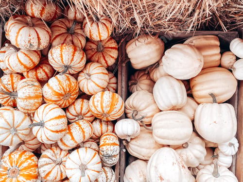 Preview: Pumpkins