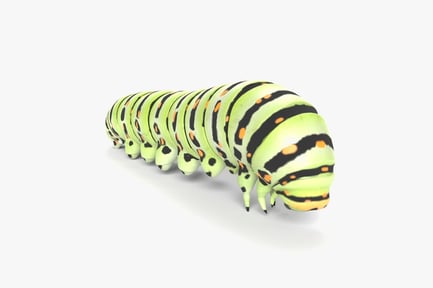 Preview: Green Swallowtail Caterpillar