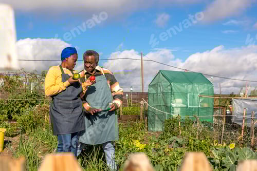 Preview: Colorful Bell Pepper Discussion in the Garden