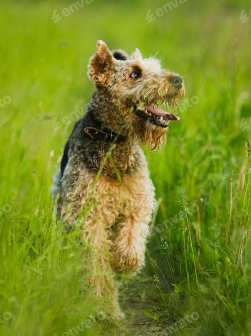 Preview: dog, pet, terrier, dogs