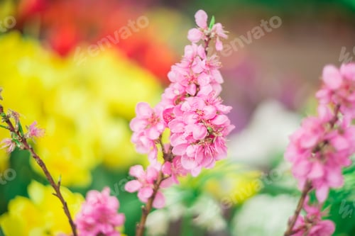 Preview: Beautiful blooming pink sakura in spring. spring background