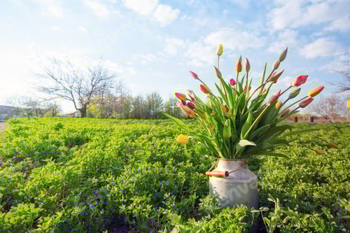 Preview: huge bouquet of tulips