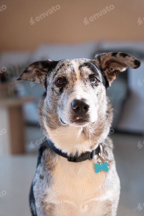 Preview: Docile Charm: Portrait of a Short-Haired Border Collie at Home