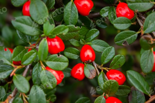 Preview: Cotoneaster horizontalis closeup. Branches with red berries and green leaves autumn background.