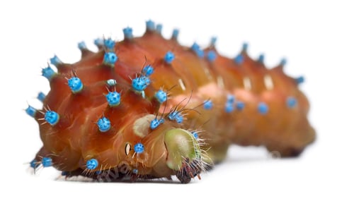 Preview: Caterpillar of the Giant Peacock Moth before cocooning, Saturnia pyri, in front of white background