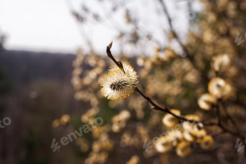 Preview: Willow Salix caprea branches with buds blossoming in early spring