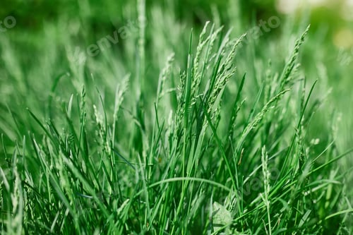 Preview: Green summer background. Bright foliage. Grass. The sun. Spring.