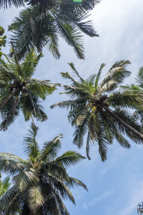 Preview: silhouettes of coconut trees palms against the blue sky of India with sunset