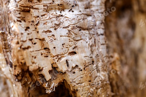 Preview: Detail of the inside of a tree trunk eaten by termites and worms.