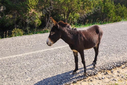 Preview: funny wild donkey