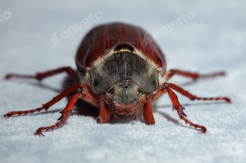 Preview: Cockchafer beetle.