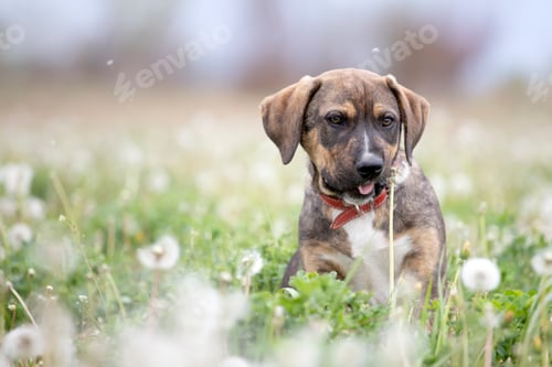 Preview: Dog in magic dandelion meadow.
