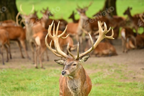 Preview: Many deers graze in the forest