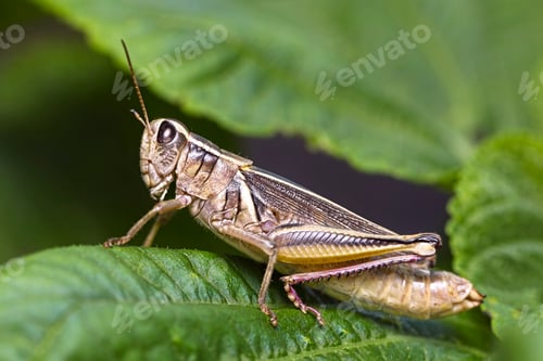 Preview: Grasshopper on a leaf.