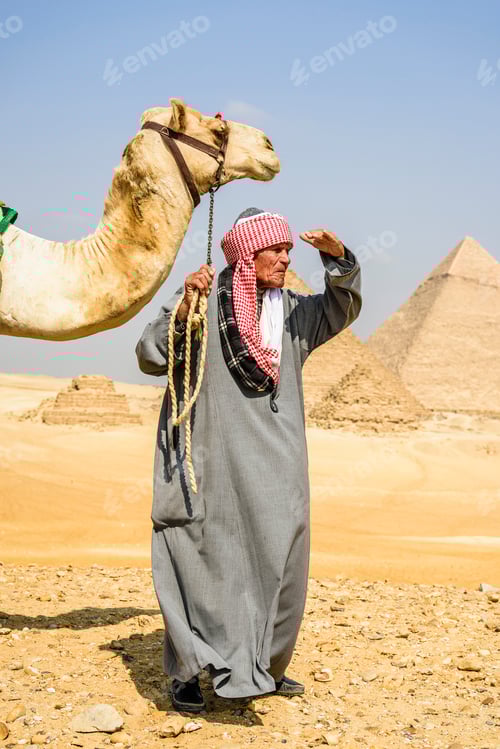 Preview: A tourist guide holding a camel on a halter, looking around, at the pyramid site at Giza.