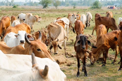 Preview: Cow in the green grass