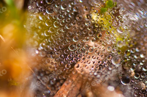 Preview: Dew drops closeup abstract nature background
