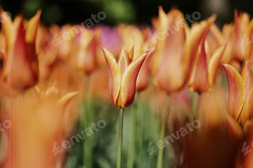 Preview: Peach colores tulip’s