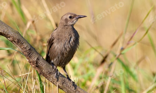 Preview: Common starling. A young bird in the morning sits on an old dry branch. Beautiful sunlight.