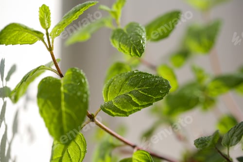 Vista previa: Fresh Mint Grows At Home On The Windowsill