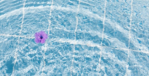Preview: Purple flowers of hibiscus on a clear blue water surface. Ripple wave, splashes in swimming pool.