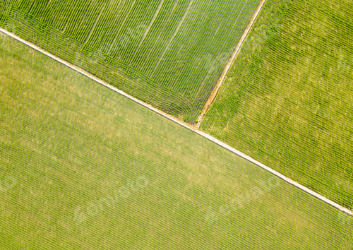 Preview: Green rice field aerial view close up, natural background.