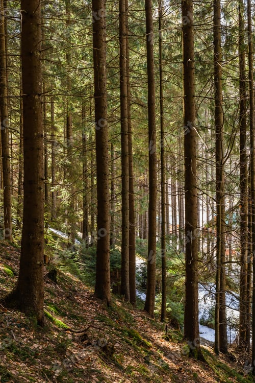 Preview: Snow on hill in coniferous forest in spring