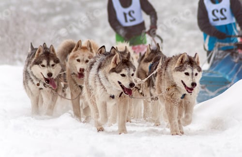 Preview: Husky Dog Sled Race