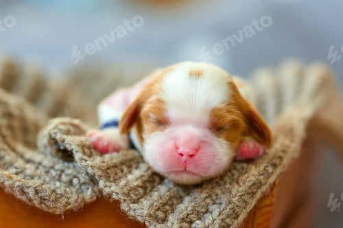 Preview: little cute newborn cavalier king charles spaniel puppy wrapped in scarf