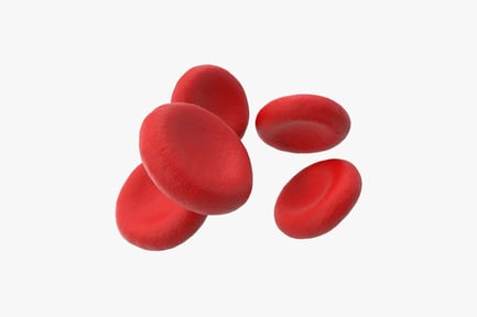 Preview: Scattered elongated erythrocytes