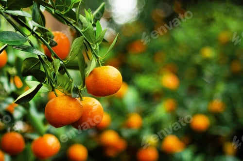 Preview: View on a branch with bright orange tangerines on a tree in a garden. Hue, Vietnam.