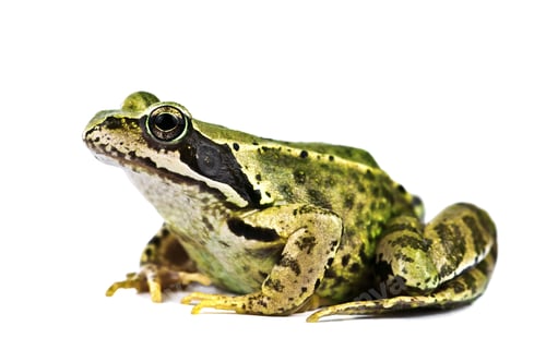 Preview: frog