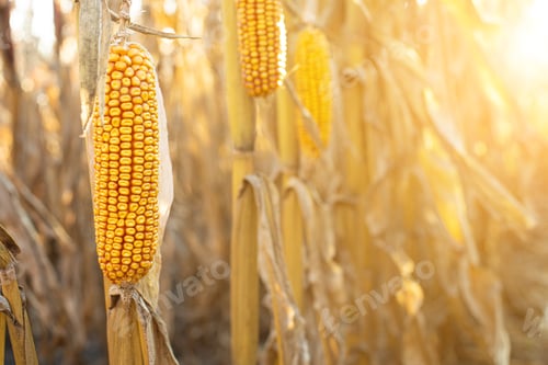 Preview: Dry corn stalks with cobs backlit by sun at fields autumn time