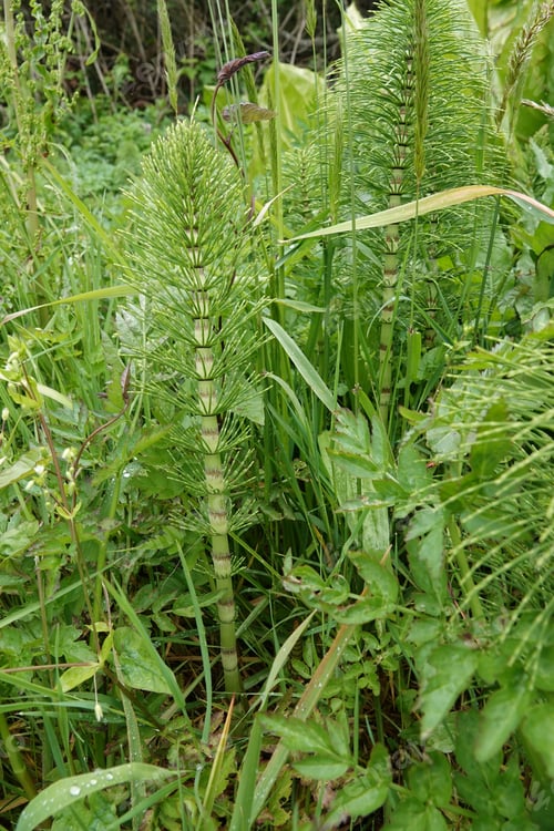 Preview: Closeup on the North American great horsetail puzzlegrass, Equisetum telmateia ad Bandon, Oregon