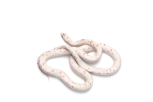 Preview: Corn snake isolated on white background