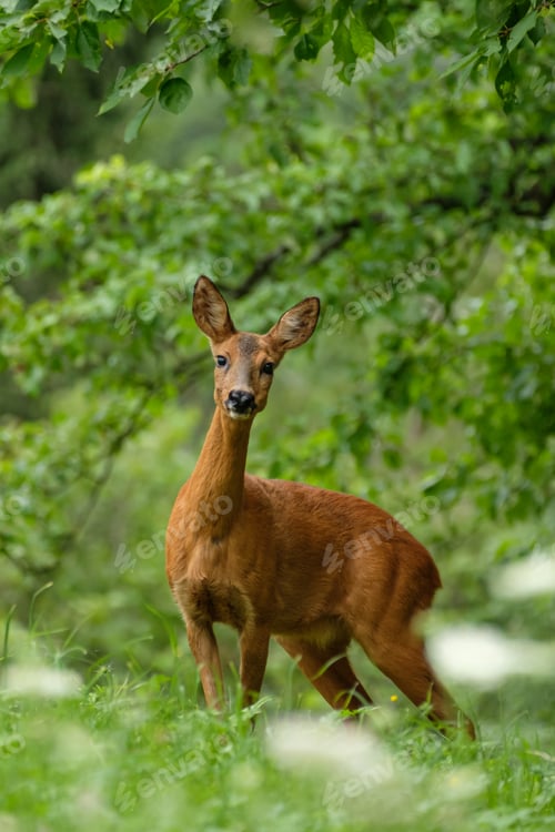 Preview: Female roe deer in vertical format